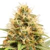 Semillas Feminizadas Dutch Passion Crystal White Kush