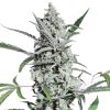 Semillas Feminizadas Dutch Passion Fat Pete's Cookies Auto