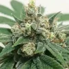 Semillas Feminizadas Dutch Passion Kosher Haze