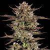 Semillas Feminizadas Frosted Zinn x 3 Bears OG Auto Strain de Barney's Farm