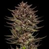 Semillas Feminizadas Frosted Zinn x Cookie Dog Auto Strain de Barney's Farm