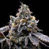 Semillas Feminizadas GMO Cookies Strain de Barney's Farm