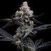 Semillas Feminizadas Garlic Cookies Strain de Barney's Farm