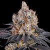 Semillas Feminizadas Gelato Strain de Barney's Farm