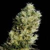 Semillas Feminizadas Genehtik Seeds Amnesia Bilbo Auto