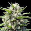 Semillas Feminizadas Genehtik Seeds Northern Lights Auto