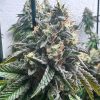 Semillas Feminizadas Genehtik Seeds Strawbilbo Banana Auto