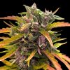 Semillas Feminizadas Gorilla Glue Auto Strain de Barney's Farm