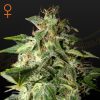 Semillas Feminizadas Green House Seeds Afgooey