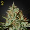 Semillas Feminizadas Green House Seeds Alaskan Ice