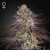 Semillas Feminizadas Green House Seeds Biscotti Auto