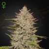 Semillas Feminizadas Green House Seeds Chemical Candy Auto