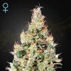 Semillas Feminizadas Green House Seeds Exodus Cheese Auto CBD