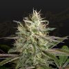 Semillas Feminizadas Green House Seeds Exodus Cheese x Clementine