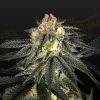Semillas Feminizadas Green House Seeds Exodus Cheese x Durban Panama