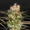 Semillas Feminizadas Green House Seeds Exodus Cheese x Jack Herer x NL5