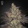 Semillas Feminizadas Green House Seeds Frosted Guava Auto