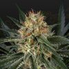 Semillas Feminizadas Green House Seeds GH Cheese x Sour Banana