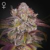 Semillas Feminizadas Green House Seeds Gran Jefa