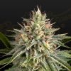 Semillas Feminizadas Green House Seeds Hawaiian Snow x Sour Banana