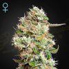 Semillas Feminizadas Green House Seeds King’s Kush Auto CBD