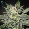 Semillas Feminizadas Green House Seeds King’s Kush CBD