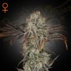 Semillas Feminizadas Green House Seeds Money Maker