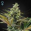 Semillas Feminizadas Green House Seeds Super Lemon Haze Auto CBD