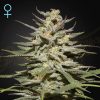 Semillas Feminizadas Green House Seeds Super Lemon Haze CBD