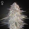 Semillas Feminizadas Green House Seeds Super Lemon Haze x Pink Candy