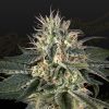 Semillas Feminizadas Green House Seeds Super Lemon Haze x Strawberry Banana x Bubba Kush