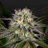 Semillas Feminizadas Green House Seeds Sweet Valley Kush x Swaziland (pure landrace)