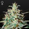 Semillas Feminizadas Green House Seeds White Lemon