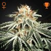 Semillas Feminizadas Green House Seeds White Rhino
