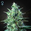 Semillas Feminizadas Green House Seeds White Widow Auto CBD