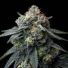 Semillas Feminizadas Jealousy Strain de Barney's Farm