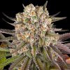 Semillas Feminizadas Limoncello Strain de Barney's Farm