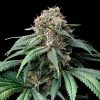 Semillas Feminizadas Mendo Breath Strain de Barney's Farm
