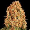 Semillas Feminizadas Orange Sherbert Strain de Barney's Farm