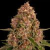 Semillas Feminizadas Pink Kush Strain de Barney's Farm