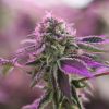 Semillas Feminizadas RS11 x Banana OG Strain de Barney's Farm