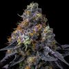 Semillas Feminizadas Rainbow Sherbet Strain de Barney's Farm