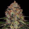 Semillas Feminizadas Shiskaberry Strain de Barney's Farm