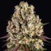 Semillas Feminizadas Sour Diesel Strain de Barney's Farm