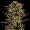 Semillas Feminizadas Thin Mint x Sour Pinot Auto Strain de Barney's Farm