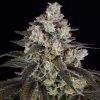 Semillas Feminizadas Trainwreck Strain de Barney's Farm