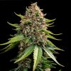 Semillas Feminizadas White Widow XXL Auto Strain de Barney's Farm