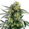Semillas de Blueberry Candiez Autoflorecientes