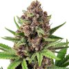 Semillas de StrawZ Autoflorecientes