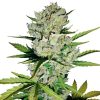 Semillas de Super Skunk Automatic White Label